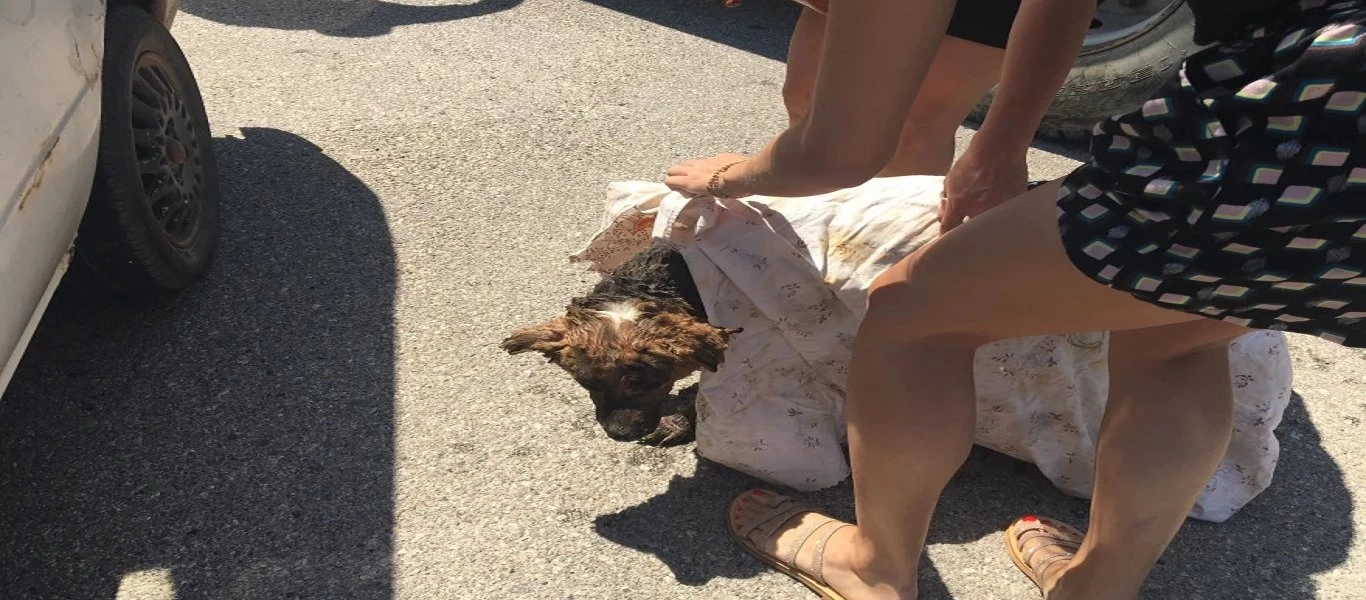 Φωτιά στα Βίλια: Κάτοικοι φροντίζουν και ευτυχώς σώζουν σκυλάκι με εγκαύματα! (φώτο)